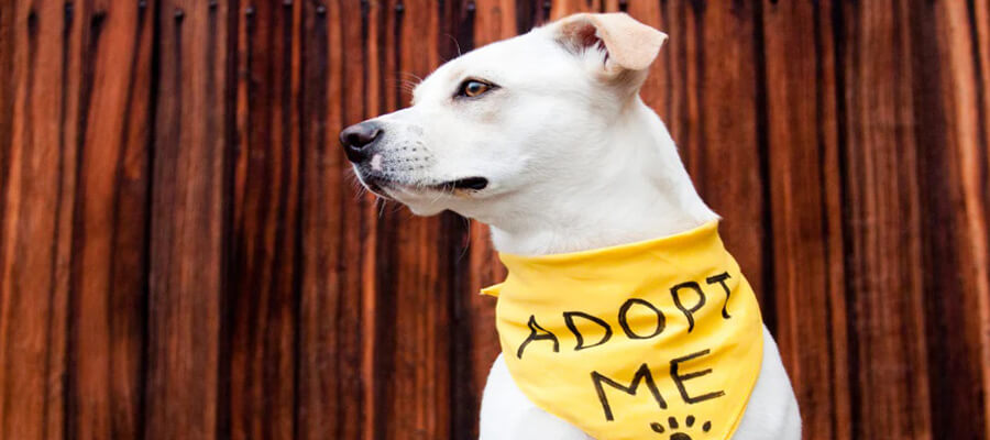 What to Expect When Adopting an Older Dog: A Guide for New Pet Owners